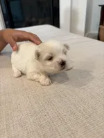 Boy 3, a male Maltese for sale in Rockwall, TX – Photo 2 of 10