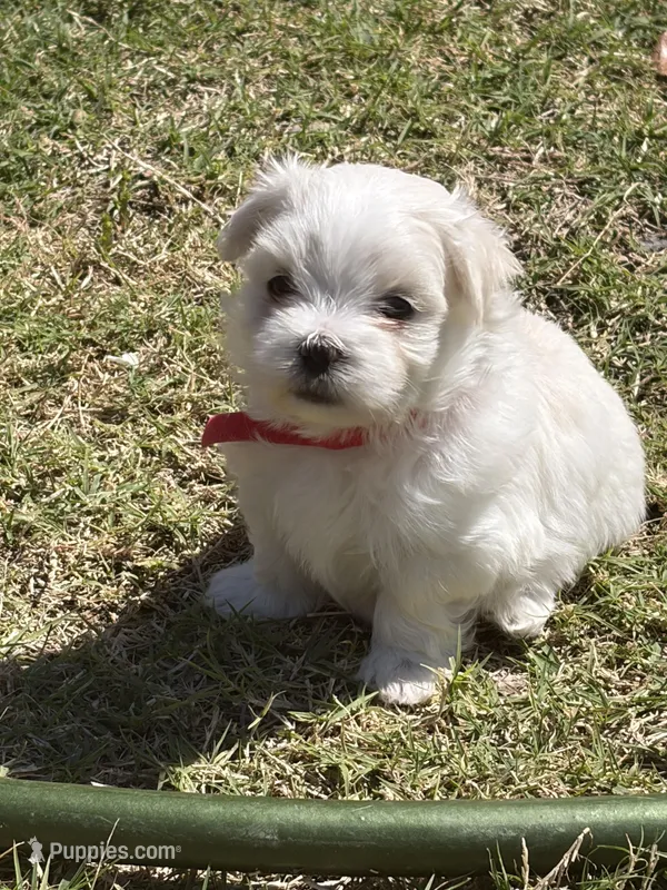 Pooh Bear – Maltese puppy for sale in Rockwall, TX