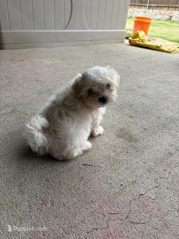 Eeyore – Maltese puppy for sale in Rockwall, TX