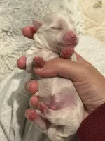 Boy 4, a male Maltese for sale in Rockwall, TX – Photo 2 of 8