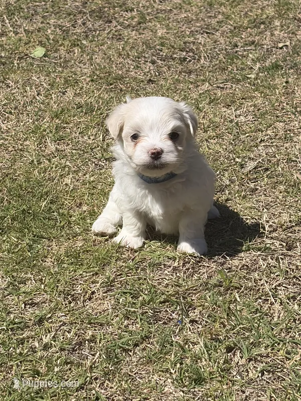 Eeyore – Maltese puppy for sale in Rockwall, TX