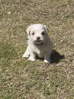 Eeyore, a male Maltese for sale in Rockwall, TX – Photo 1 of 6