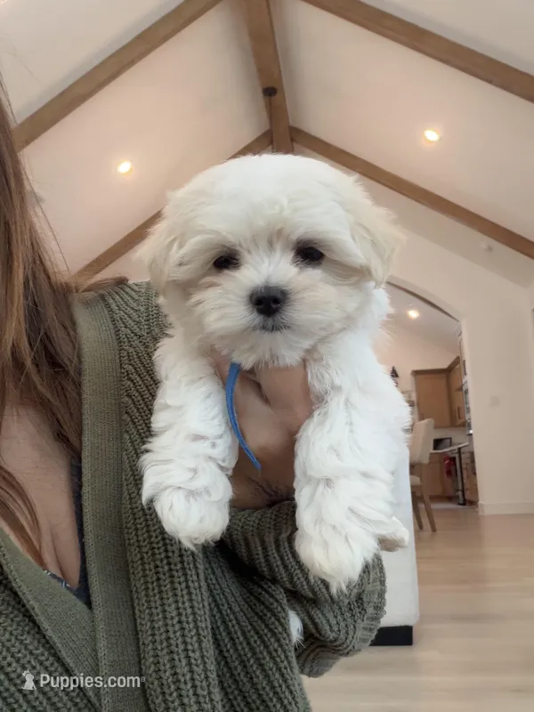 Eeyore – Maltese puppy for sale in Rockwall, TX