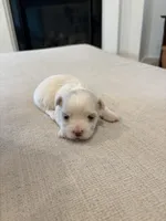 Boy 4, a male Maltese for sale in Rockwall, TX – Photo 2 of 10