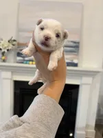 Boy 4, a male Maltese for sale in Rockwall, TX – Photo 1 of 10