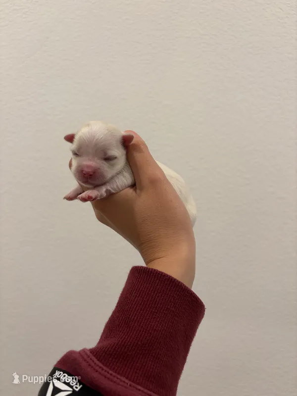 Boy 4 – Maltese puppy for sale in Rockwall, TX