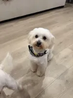 Boy 1, a male Maltese for sale in Rockwall, TX – Photo 4 of 5