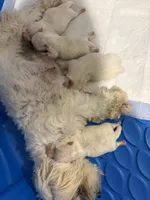 Boy 1, a male Maltese for sale in Rockwall, TX – Photo 2 of 5