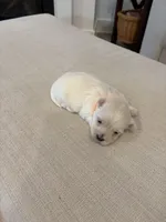 Boy 1, a male Maltese for sale in Rockwall, TX – Photo 3 of 8