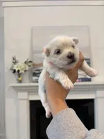 Boy 1, a male Maltese for sale in Rockwall, TX – Photo 1 of 8