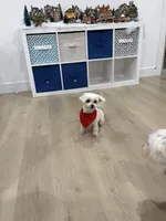 Boy 1, a male Maltese for sale in Rockwall, TX – Photo 5 of 5