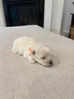 Boy 1, a male Maltese for sale in Rockwall, TX – Photo 2 of 8