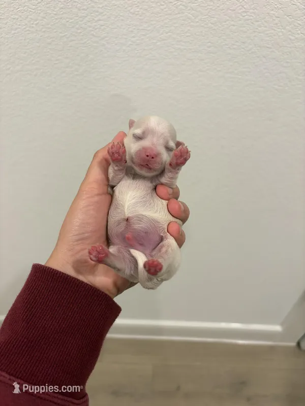 Boy 1 – Maltese puppy for sale in Rockwall, TX