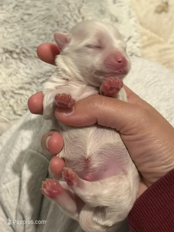 Boy 2 – Maltese puppy for sale in Rockwall, TX