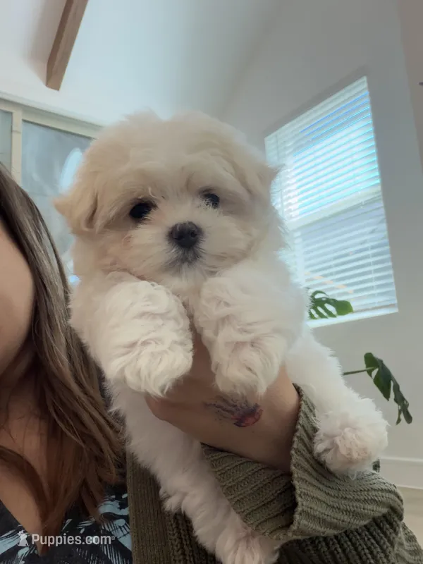 Piglet – Maltese puppy on hold in Rockwall, TX