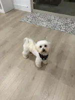 Boy 2, a male Maltese for sale in Rockwall, TX – Photo 6 of 7