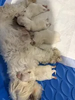 Boy 2, a male Maltese for sale in Rockwall, TX – Photo 3 of 7