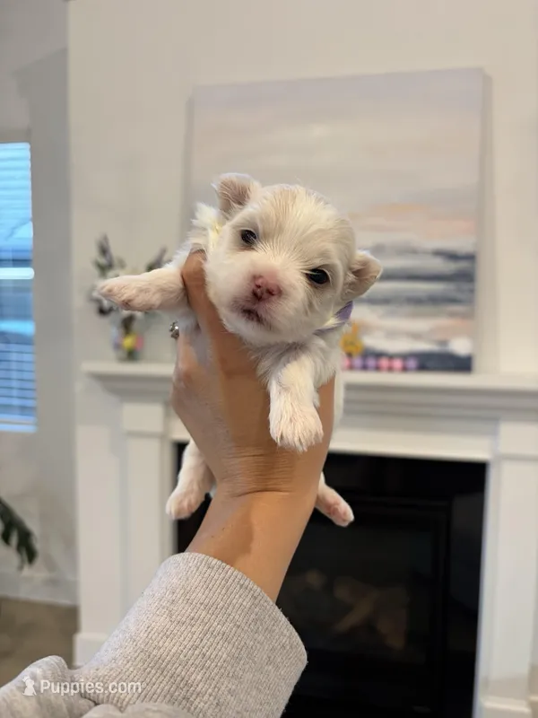 Boy 2 – Maltese puppy for sale in Rockwall, TX