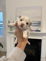 Boy 2, a male Maltese for sale in Rockwall, TX – Photo 1 of 10