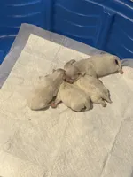 Boy 2, a male Maltese for sale in Rockwall, TX – Photo 2 of 7