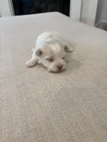 Boy 2, a male Maltese for sale in Rockwall, TX – Photo 3 of 10