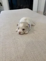 Boy 2, a male Maltese for sale in Rockwall, TX – Photo 2 of 10