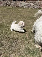 Piglet, a male Maltese for sale in Rockwall, TX – Photo 1 of 7