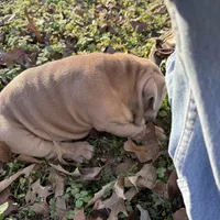 Fat boy, a male English Bulldog for sale in Higden, AR – Photo 6 of 9