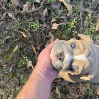 Fat boy, a male English Bulldog for sale in Higden, AR – Photo 4 of 9