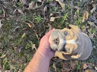 Fat boy, a male English Bulldog for sale in Higden, AR – Photo 4 of 9