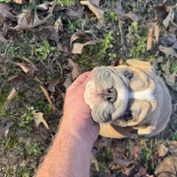 Fat boy, a male English Bulldog for sale in Higden, AR – Photo 8 of 9