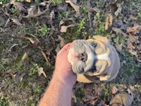 Fat boy, a male English Bulldog for sale in Higden, AR – Photo 8 of 9