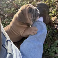 Fat boy, a male English Bulldog for sale in Higden, AR – Photo 1 of 9