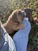 Fat boy, a male English Bulldog for sale in Higden, AR – Photo 1 of 9