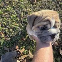 Fat boy, a male English Bulldog for sale in Higden, AR – Photo 3 of 9