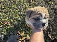 Fat boy, a male English Bulldog for sale in Higden, AR – Photo 3 of 9