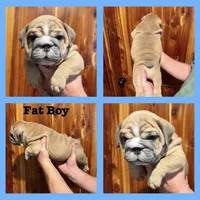 Fat boy, a male English Bulldog for sale in Higden, AR – Photo 2 of 9