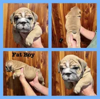 Fat boy, a male English Bulldog for sale in Higden, AR – Photo 2 of 9