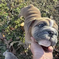 Fat boy, a male English Bulldog for sale in Higden, AR – Photo 5 of 9