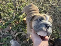 Fat boy, a male English Bulldog for sale in Higden, AR – Photo 5 of 9