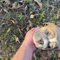 Fat boy, a male English Bulldog for sale in Higden, AR – Photo 7 of 9