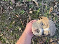 Fat boy, a male English Bulldog for sale in Higden, AR – Photo 7 of 9