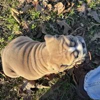 Fat boy, a male English Bulldog for sale in Higden, AR – Photo 9 of 9