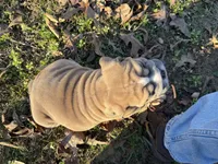 Fat boy, a male English Bulldog for sale in Higden, AR – Photo 9 of 9