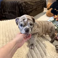 Macy, a female English Bulldog for sale in Higden, AR – Photo 8 of 10
