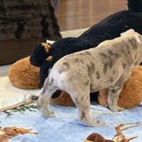 Macy, a female English Bulldog for sale in Higden, AR – Photo 10 of 10