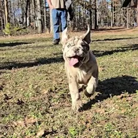 Macy, a female English Bulldog for sale in Higden, AR – Photo 1 of 10