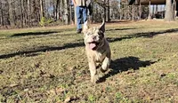 Macy, a female English Bulldog for sale in Higden, AR – Photo 1 of 10