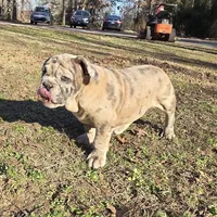 Macy, a female English Bulldog for sale in Higden, AR – Photo 3 of 10