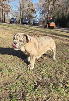 Macy, a female English Bulldog for sale in Higden, AR – Photo 3 of 10